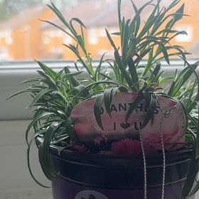 Photo of the plant species Dianthus 'Pink Kisses' by @FineHeather4 named Mochi on Greg, the plant care app