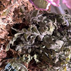 Photo of the plant species Bronze Venus Fern by @FamedPersia65 named Peter Parker on Greg, the plant care app