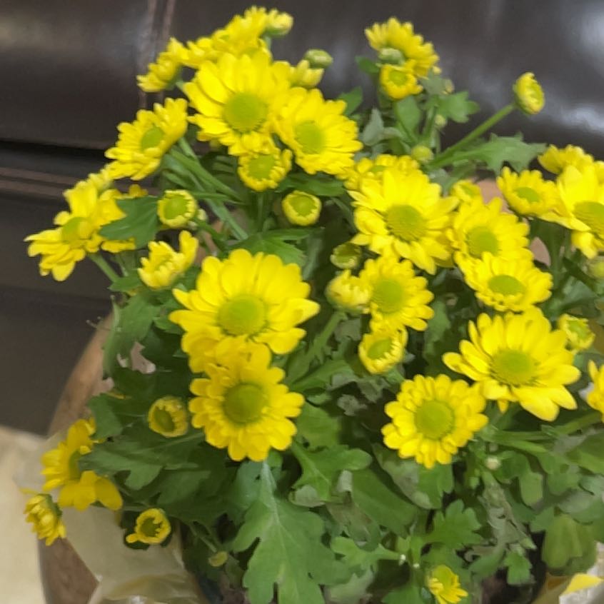 Photo of the plant species Feverfew by @AceSalsa81 named Hemingway on Greg, the plant care app