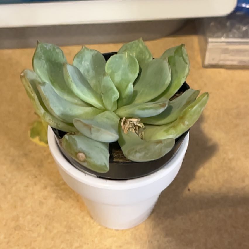 Photo of the plant species Graptoveria Moonglow by @WittyCrassula74 named Alfred on Greg, the plant care app