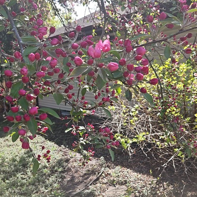 Photo of the plant species California Buckthorn by @AceWildbasil80 named Lola on Greg, the plant care app