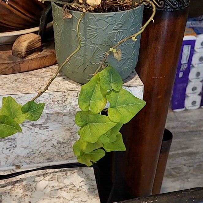 Photo of the plant species Ivy Gourd by @SagePersia66 named Maya on Greg, the plant care app
