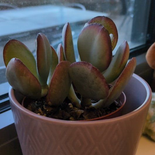 Photo of the plant species Jade by @AceDuwei26 named Muhammad Ali on Greg, the plant care app