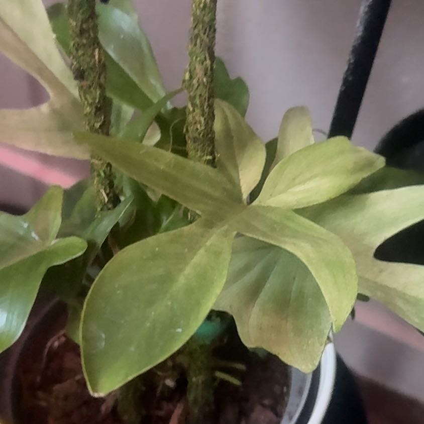 Photo of the plant species Philodendron 'Florida Beauty' by @VibrantMint95 named Gregarious on Greg, the plant care app