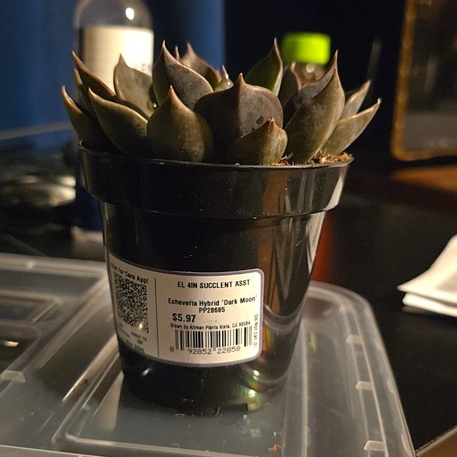 Photo of the plant species Echeveria 'Dark Moon' by @OodlesCannalily named LiloStitch on Greg, the plant care app
