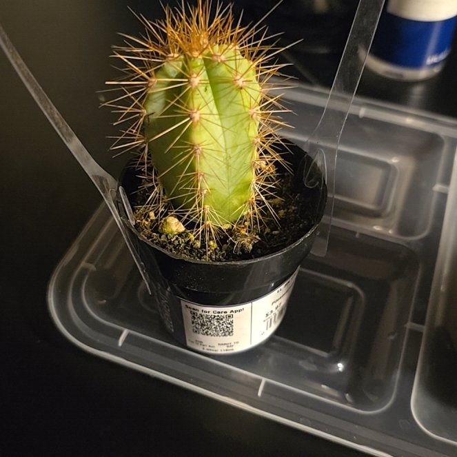 Photo of the plant species Pilosocereus Azureus by @OodlesCannalily named Pax on Greg, the plant care app