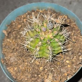 Photo of the plant species Giant Barrel Cactus by @JesterBlueelf62 named Mollie on Greg, the plant care app