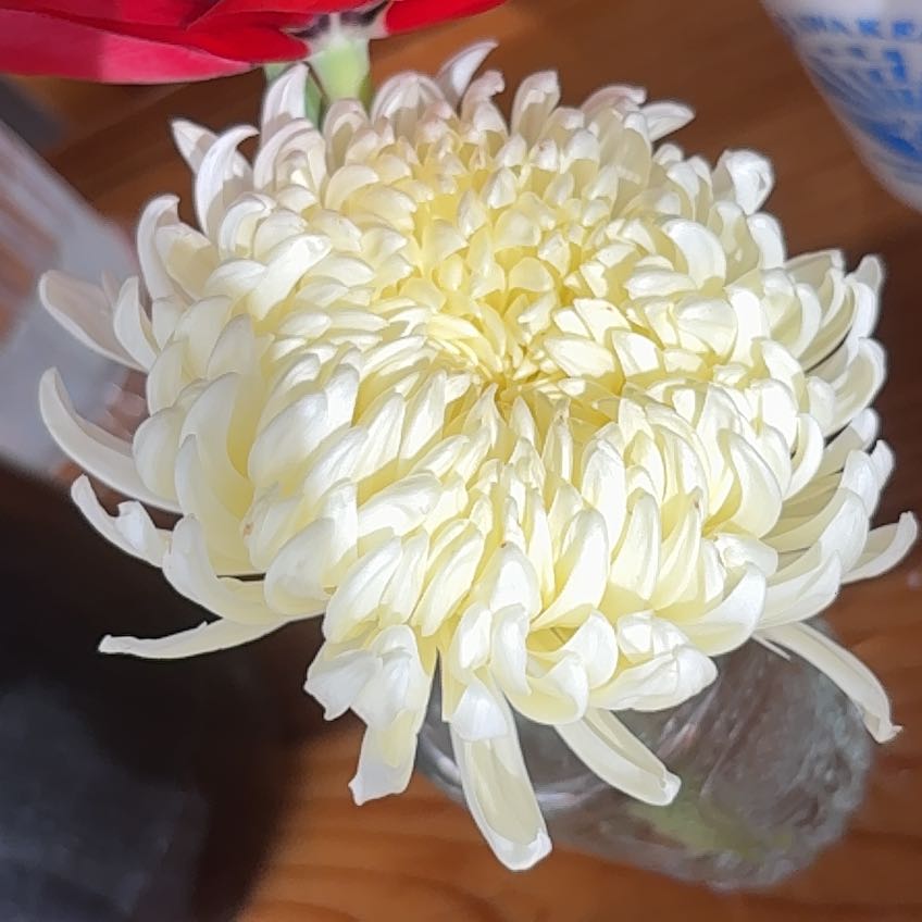 Photo of the plant species American White Waterlily by @BigTallsedge60 named Coco on Greg, the plant care app