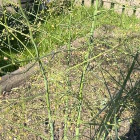 Photo of the plant species Garden Asparagus by @LordChilli13 named Eva on Greg, the plant care app