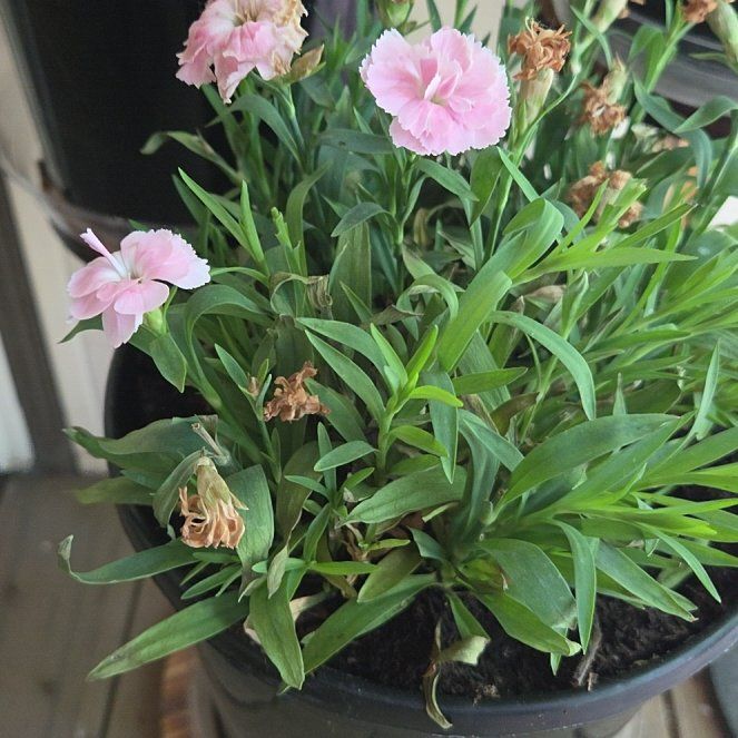 Photo of the plant species Dianthus Caryophyllus by @BeefyWorm40 named Sherlock on Greg, the plant care app