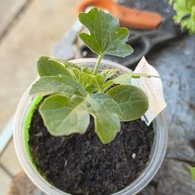 Photo of the plant species Watermelon by @DynamoBoneset38 named Khaleesi on Greg, the plant care app