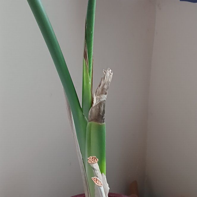 Photo of the plant species Paperwhite by @RichPlanty84 named Marley on Greg, the plant care app