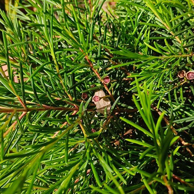 Photo of the plant species Norway Spruce by @RichPlanty84 named Sol on Greg, the plant care app