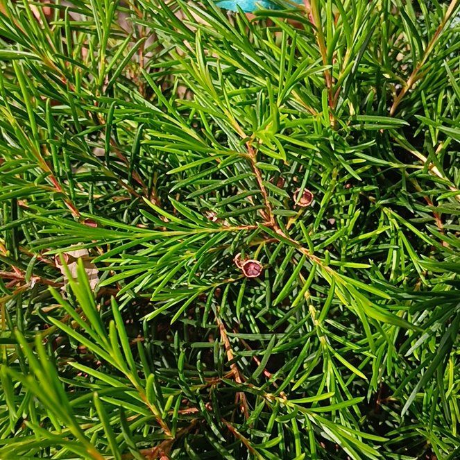 Photo of the plant species Norway Spruce by @RichPlanty84 named Willow on Greg, the plant care app