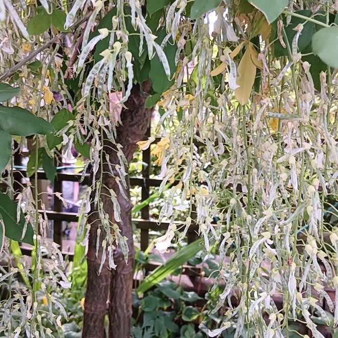 Photo of the plant species Laburnum Anagyroides by @RichPlanty84 named Kesha on Greg, the plant care app
