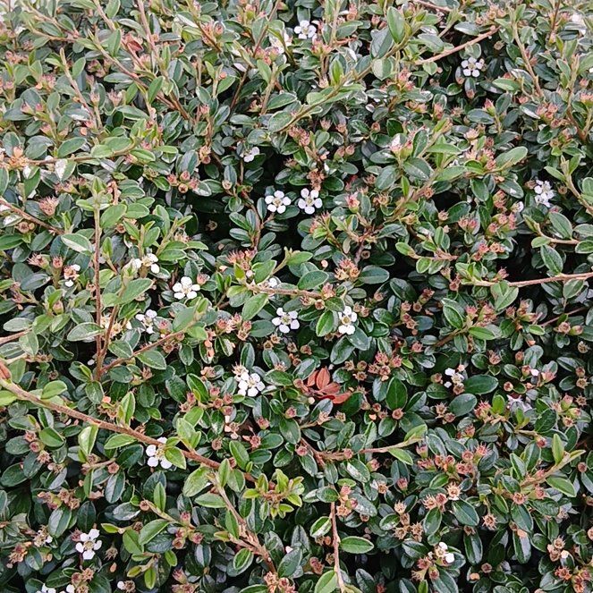 Photo of the plant species Rockspray Cotoneaster by @RichPlanty84 named Girlfrond on Greg, the plant care app