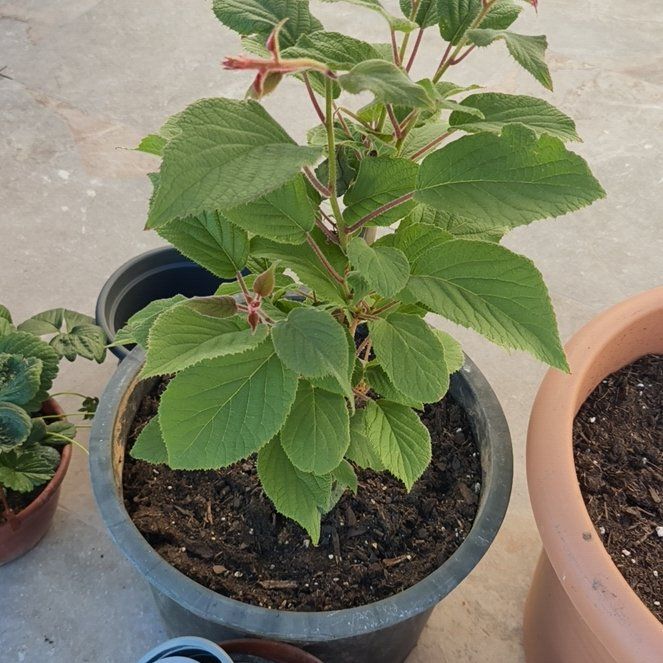 Photo of the plant species Kiwi Vine by @GroundedKoa86 named Beckham on Greg, the plant care app