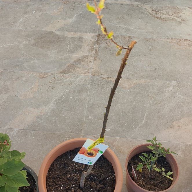 Photo of the plant species Apricot by @GroundedKoa86 named Austen on Greg, the plant care app