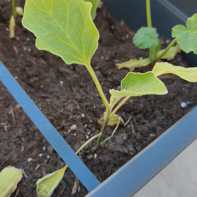 Photo of the plant species Eggplant by @GroundedKoa86 named Delilah on Greg, the plant care app