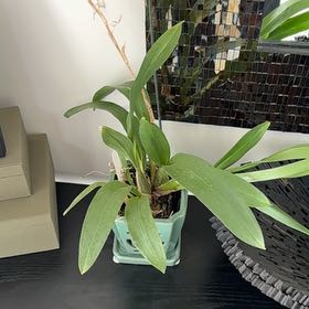 Photo of the plant species Oncidium 'Hilo Firecracker Lucky Strike' by @KeenSalsify72 named Hilo firecracker on Greg, the plant care app