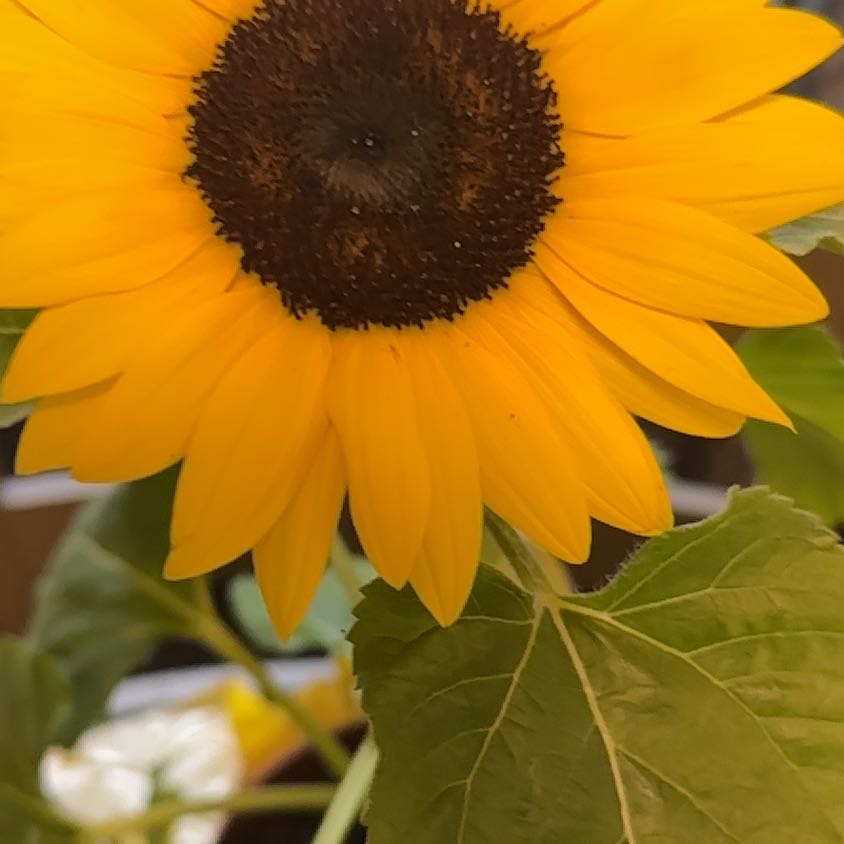 Close-up of a vibrant, healthy sunflower bloom with bright yellow petals and brown central disk against blurred background.