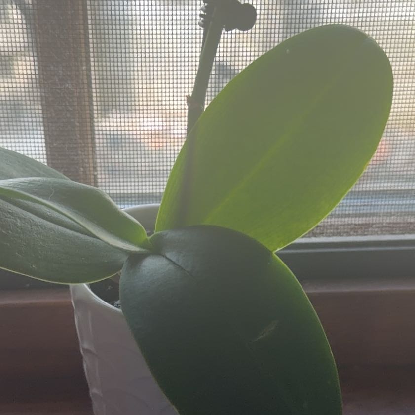 Photo of the plant species Witch's Moneybags by @ExecCentro38 named Forrest on Greg, the plant care app