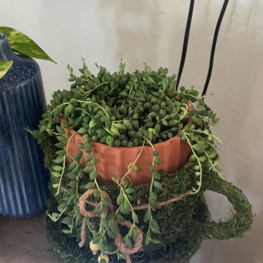 Photo of the plant species String Of Raindrops by @ProminentBroom3 named Scarlett on Greg, the plant care app