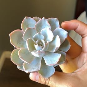 Photo of the plant species Echeveria Subsessilis by @DandyLovage99 named Bieber on Greg, the plant care app