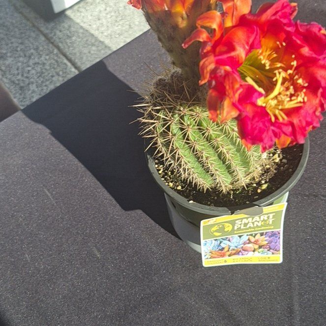 Photo of the plant species Torch Cactus by @VeridicalBetel named Huckleberry Fern on Greg, the plant care app