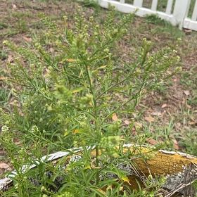 Photo of the plant species Poorman Pepperweed by @ClassyTobacco53 named Tolkien on Greg, the plant care app