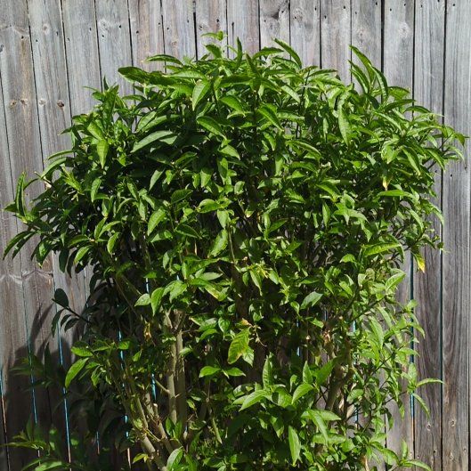 Photo of the plant species Night-Blooming Jessamine by @FamedFreesia68 named Diana on Greg, the plant care app