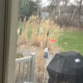 Photo of the plant species Common Reed by @RichlyFrithia41 named Apollo on Greg, the plant care app