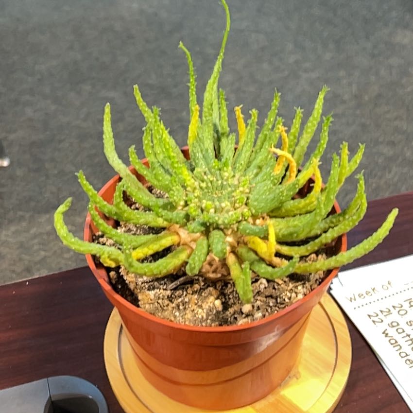 Photo of the plant species Medusa's Head Cactus by @StableBeech21 named Medusa on Greg, the plant care app