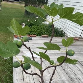 Photo of the plant species Brown Turkey Fig by @StableBeech21 named Figyonce on Greg, the plant care app