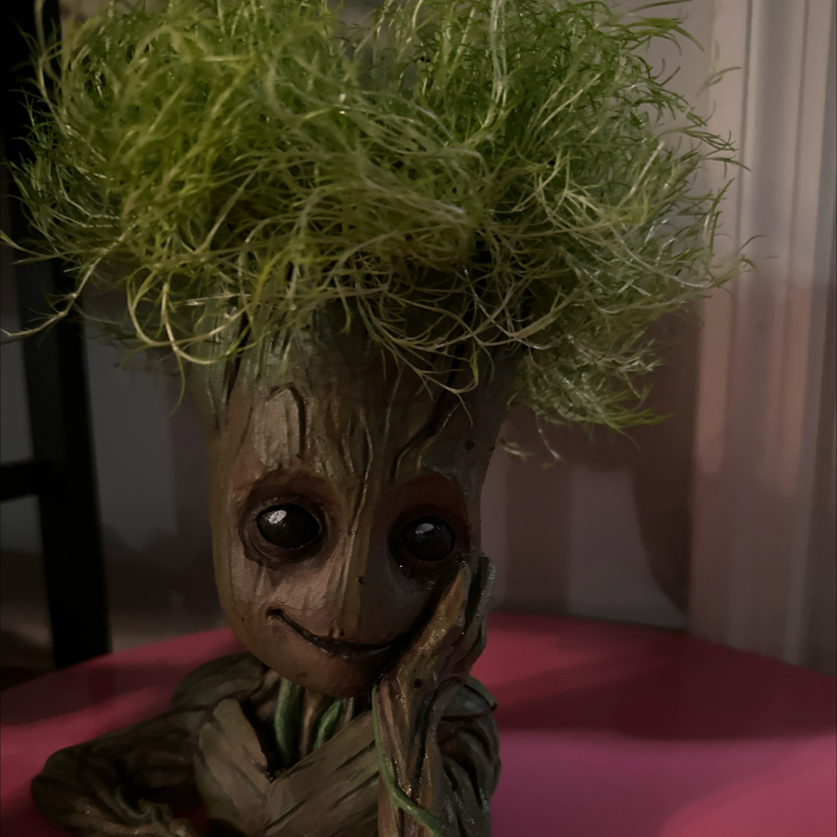 Photo of the plant species Scotch Moss by @FitWharangi29 named Moss-ter of the Galaxy on Greg, the plant care app