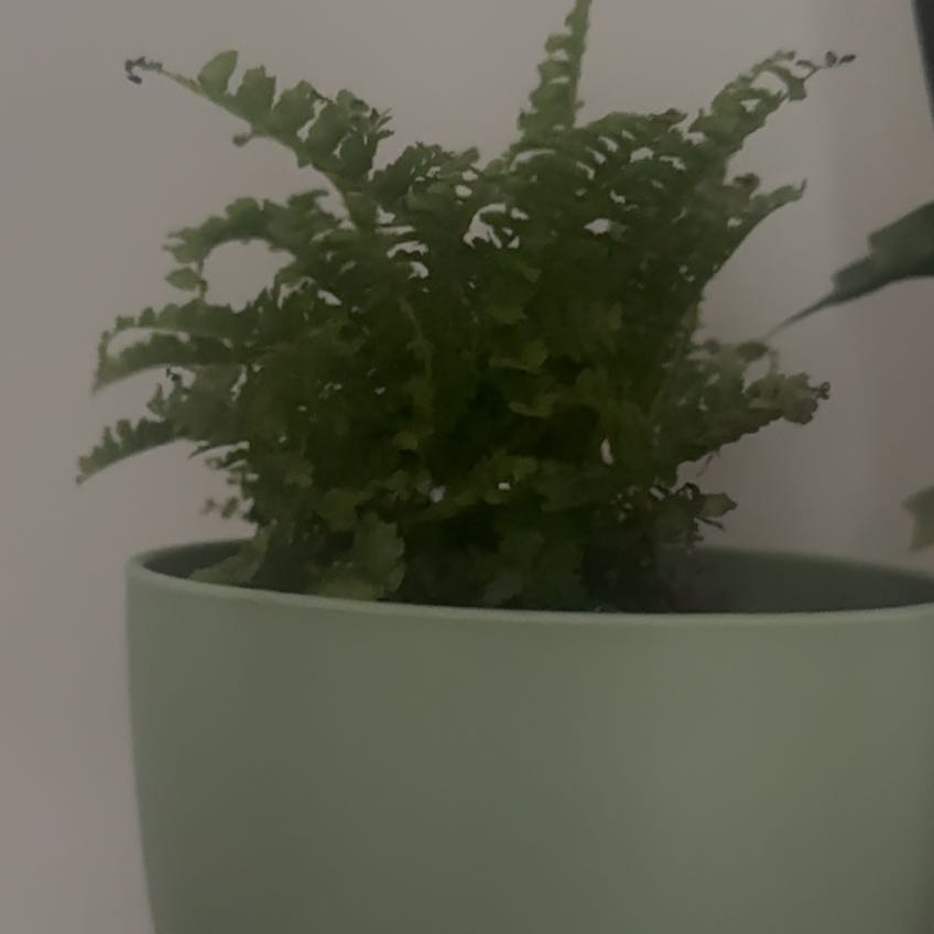 Photo of the plant species Fluffy Ruffles Fern by @SalientColeus87 named Kobe on Greg, the plant care app