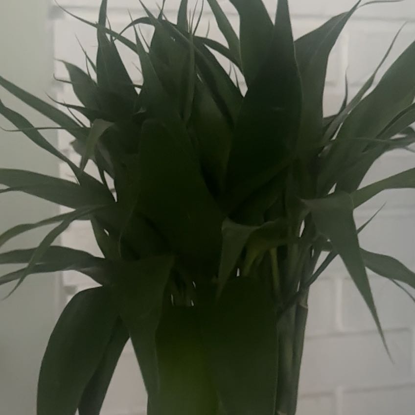 Photo of the plant species bamboo by @SalientColeus87 named Darwin on Greg, the plant care app