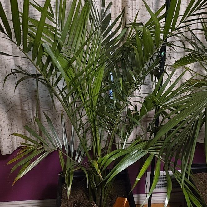 Photo of the plant species Majesty Palm by @SirSkyplant35 named Elle on Greg, the plant care app