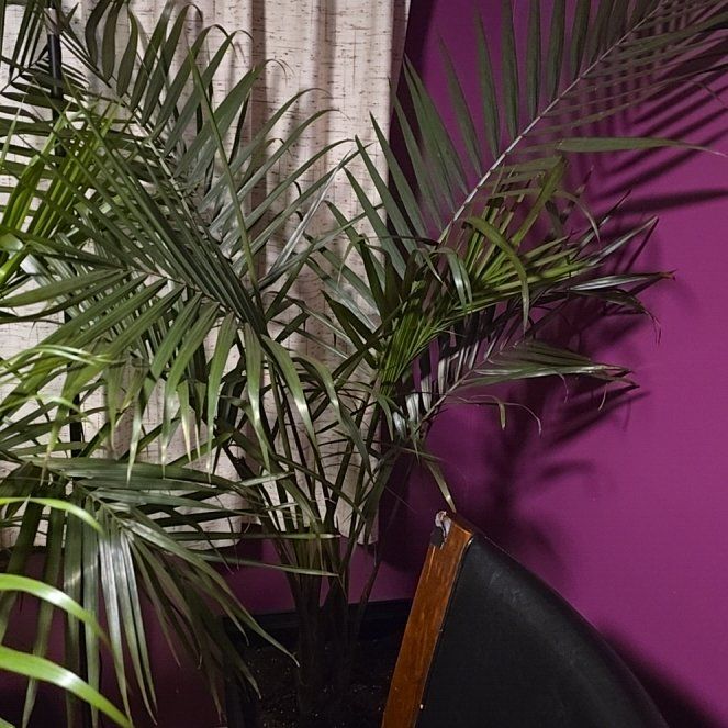 Photo of the plant species Majesty Palm by @SirSkyplant35 named Demi on Greg, the plant care app