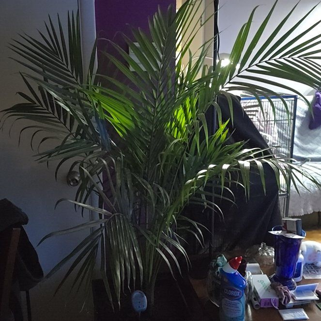 Photo of the plant species Majesty Palm by @SirSkyplant35 named Athena on Greg, the plant care app