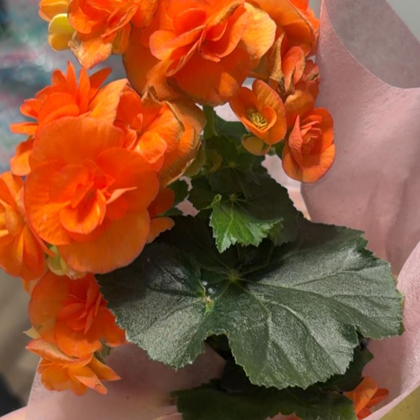 Photo of the plant species Rieger Begonia by @HooraySquash63 named Peep on Greg, the plant care app