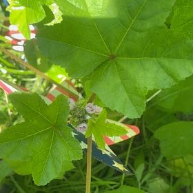 Photo of the plant species High Mallow by @YesZelkova56 named Dax on Greg, the plant care app