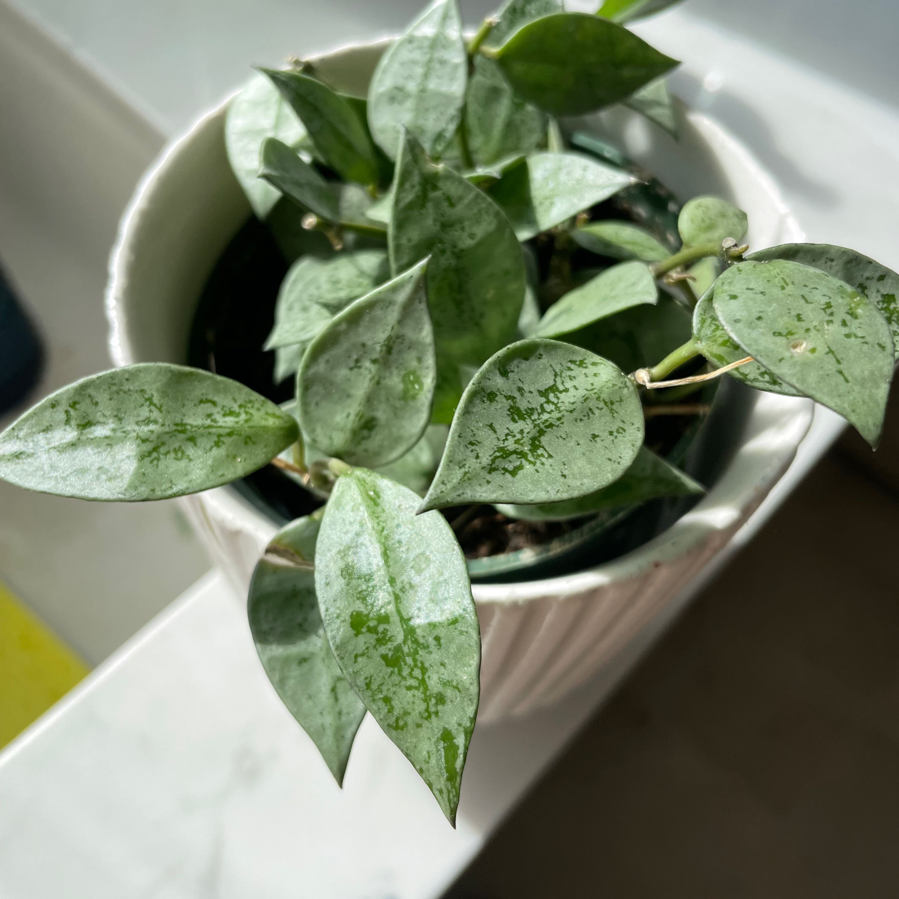 Hoya khroniana Silver Splash plant in a white pot with healthy leaves.