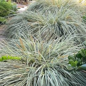 Photo of the plant species Texas Sacahuista by @TruePeacelily61 named Captain Plant-it on Greg, the plant care app
