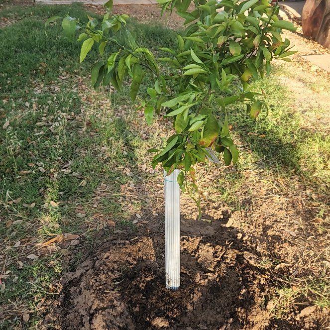 Photo of the plant species Clementine by @AliveWychelm21 named Marley on Greg, the plant care app