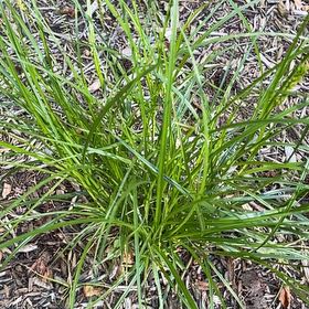 Photo of the plant species Earth Almond by @VeteranNapaea34 named Treeyoncé on Greg, the plant care app