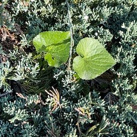 Photo of the plant species Graybark Grape by @VeteranNapaea34 named Lavender on Greg, the plant care app