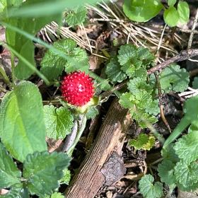 Photo of the plant species Mock Strawberry by @VeteranNapaea34 named Robert Plant on Greg, the plant care app