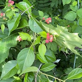 Photo of the plant species Black Raspberry by @VeteranNapaea34 named Forrest on Greg, the plant care app