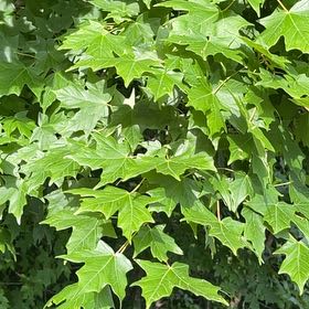 Photo of the plant species Norway Maple by @VeteranNapaea34 named Apollo on Greg, the plant care app